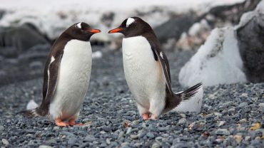 two penguins