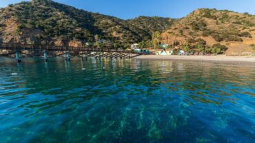 Catalina Island Fox Landing